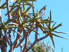 Aloidendron ramosissimum
