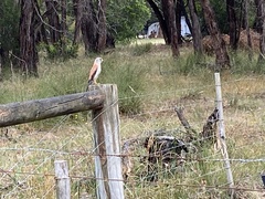Falco cenchroides cenchroides