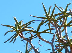 Aloidendron ramosissimum