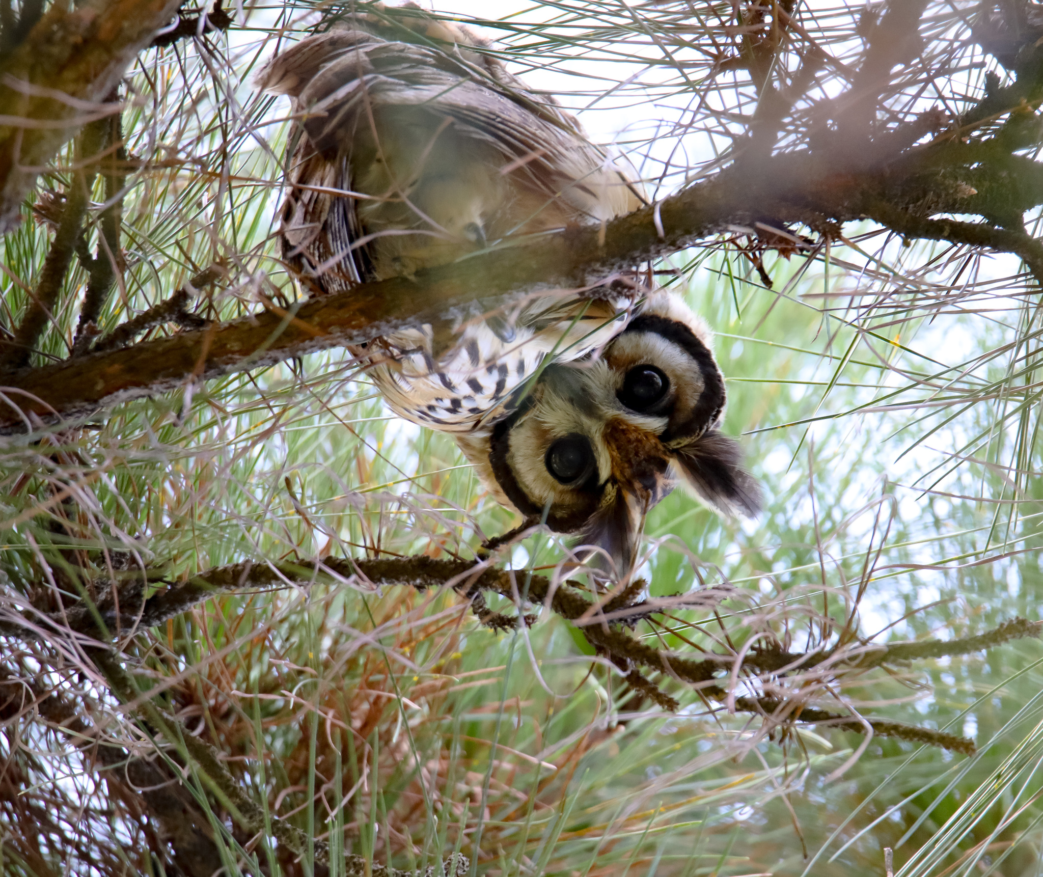 Striped Owl (Asio clamator)