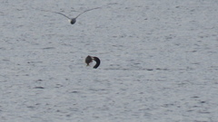 Lepidopsetta bilineata