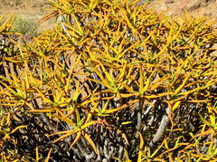 Aloidendron ramosissimum