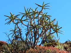 Aloidendron ramosissimum