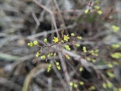 Paronychia lindheimeri