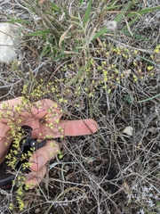 Paronychia lindheimeri