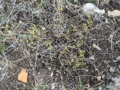 Paronychia lindheimeri