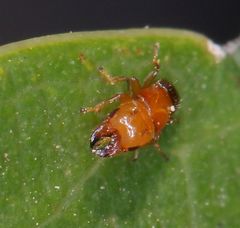 Otitesella