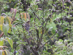 Conirostrum cinereum