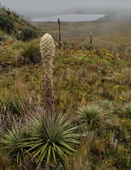 Puya clava-herculis