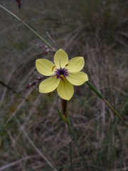 Sisyrinchium conzattii