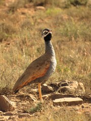 Eupodotis caerulescens