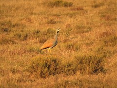 Eupodotis caerulescens