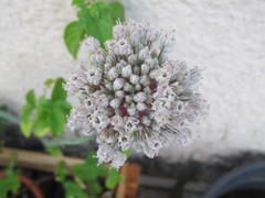 Allium porrum