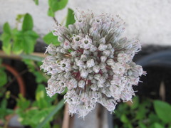 Allium porrum