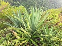 Agave sisalana
