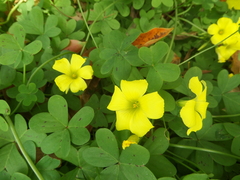 Oxalis pes-caprae