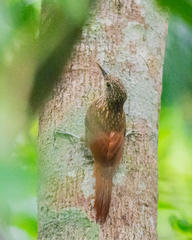 Xiphorhynchus spixii