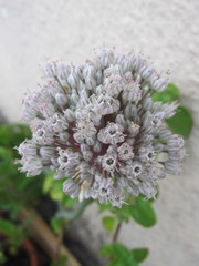 Allium porrum