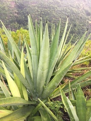 Agave sisalana