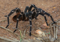 Acanthoscurria