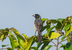 Schistochlamys melanopis