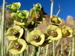 Euphorbia dregeana