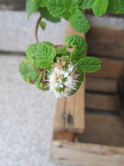 Mentha