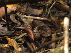 Bothrops jararacussu