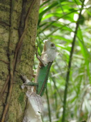 Enyalius iheringii
