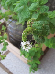 Mentha