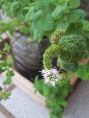 Mentha