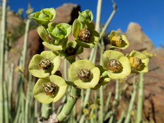 Euphorbia dregeana