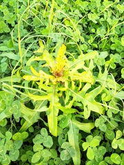 Taraxacum mongolicum