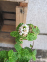 Mentha
