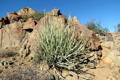 Euphorbia dregeana