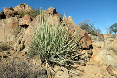 Euphorbia dregeana