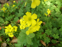 Oxalis pes-caprae