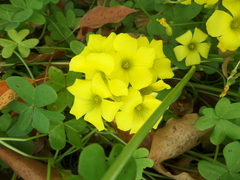 Oxalis pes-caprae