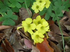 Oxalis pes-caprae