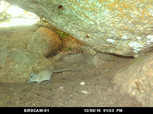 Elephantulus edwardii