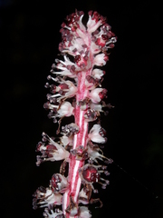 Allotropa virgata