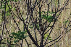 Colius striatus rhodesiae