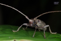 Acalolepta