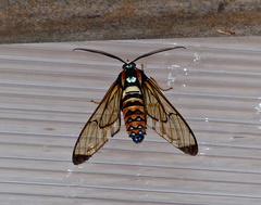 Gymnelia pavo