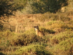 Cynictis penicillata penicillata