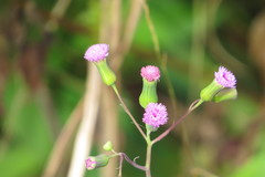 Emilia sonchifolia image