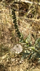 Ambrosia
