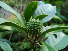Esenbeckia grandiflora