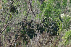 Colius striatus rhodesiae