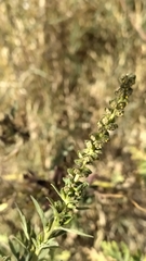 Ambrosia